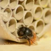 dobar Große Profi-Wildbienen-Nisthilfe 6 versch. Füllungen mit Schutzrahmen - versch. Ausführungen