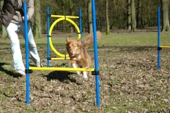 3-teiliges Agility Sprung-Set, mit 2 Hürden und Sprungreif